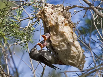 Mistletoebird
