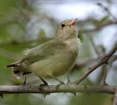 Pale-billed Flowerpecker