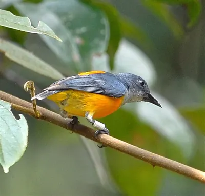 Orange-bellied Flowerpecker