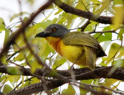 Grey-headed Bushshrike