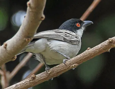 Northern Puffback