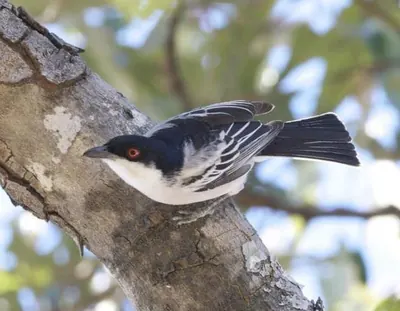 Southern Puffback