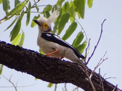 White-crested Helmetshrike