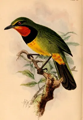Perrin's Bush-shrike