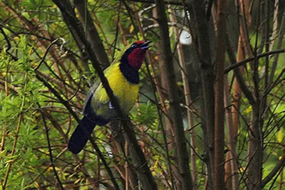 Doherty's Bush-shrike