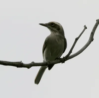 Common Woodshrike