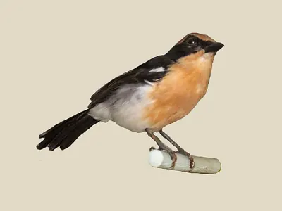 Luehder's Bush-shrike