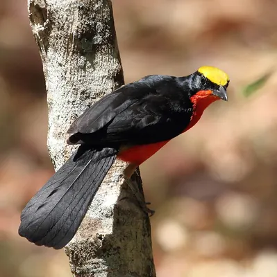 Yellow-crowned Gonolek