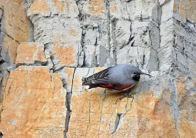 Wallcreeper