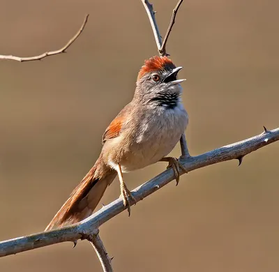 Pale-breasted Spinetail