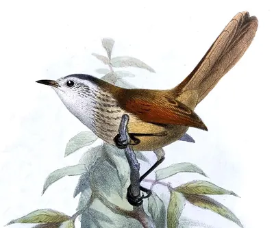 Necklaced Spinetail