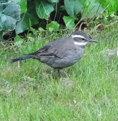 Gray-flanked Cinclodes