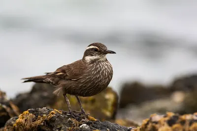 Dark-bellied Cinclodes