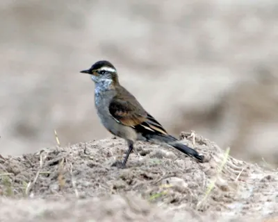 Bar-winged cinclodes