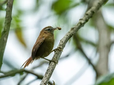 White-browed Spinetail