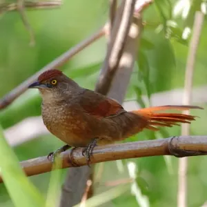 Greater Thornbird