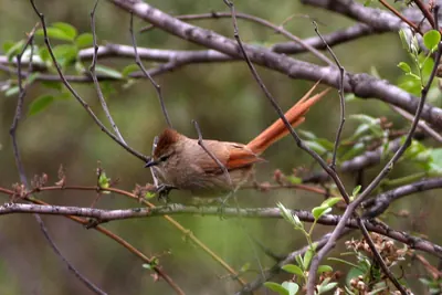 Brown-capped Tit-spinetail