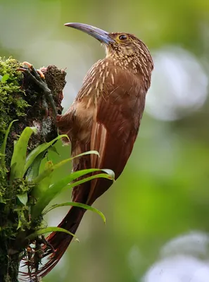 Strong-billed Woodcreeper