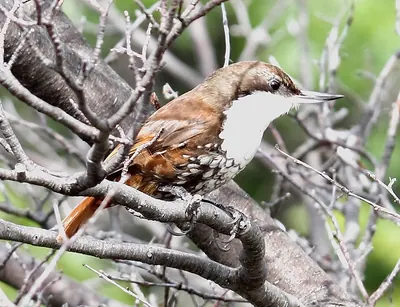 White-throated Treerunner