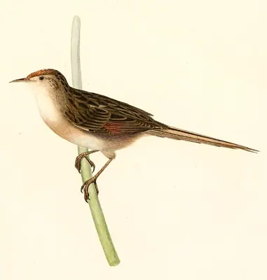 Synallaxe des marais