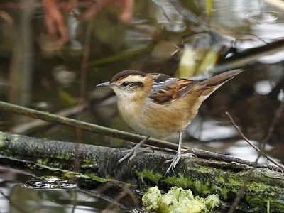 Wren-like Rushbird