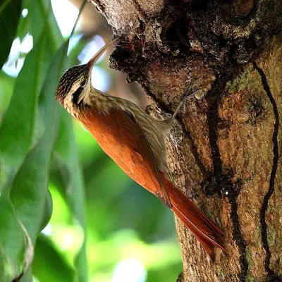 Narrow-billed Woodcreeper