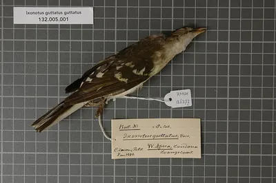 Spotted Greenbul