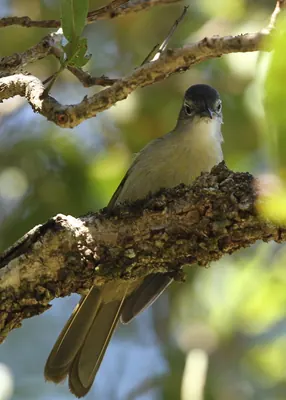 Yellow-streaked Bulbul