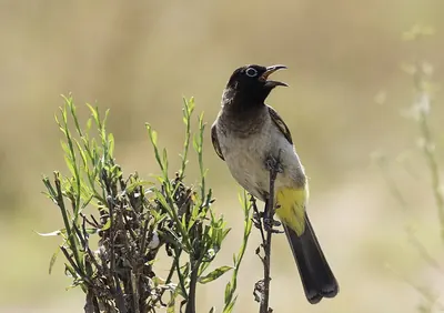 Yellow-vented Bulbul