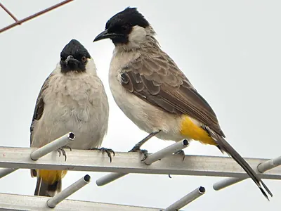 Sooty-headed Bulbul