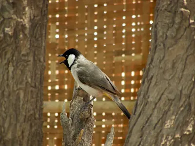 White-eared Bulbul