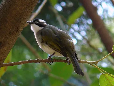 Light-vented Bulbul
