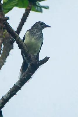 Swamp Greenbul