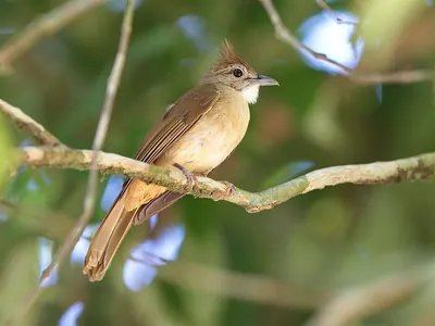 Bulbul ocré