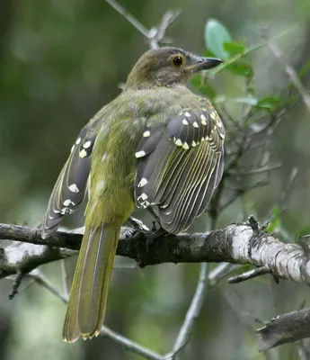 Eastern Nicator