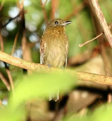 Antriade turdoïde
