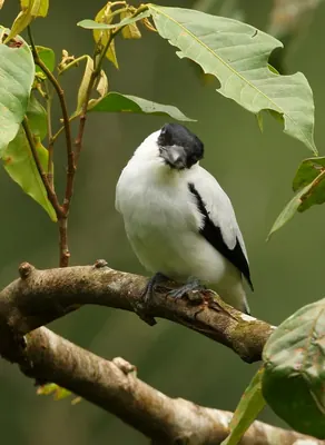 Black-crowned Tityra