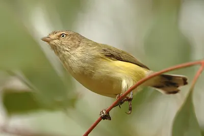 Weebill