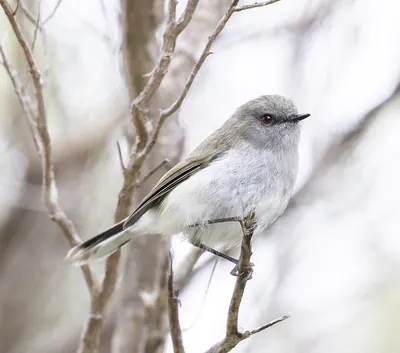Grey Gerygone