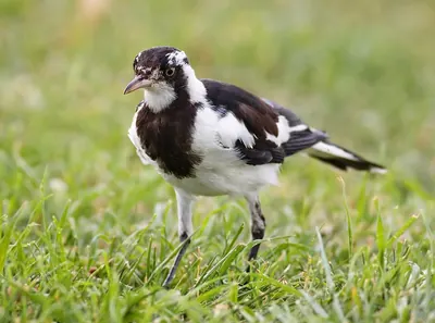 Magpie lark