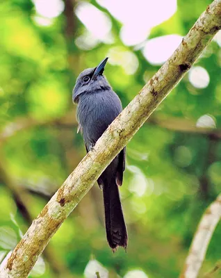 Blue Paradise Flycatcher