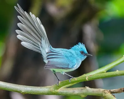 African Blue-flycatcher