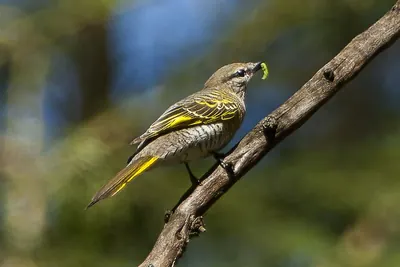 Black Cuckoo-shrike