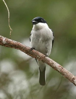 Black-winged Flycatcher-shrike