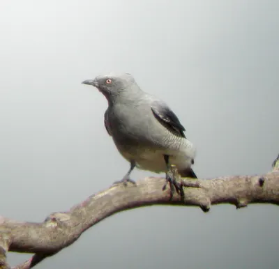 Ground Cuckoo-shrike