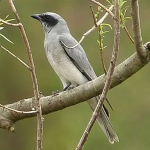 Black-faced Cuckooshrike
