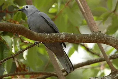 Grey Cuckooshrike