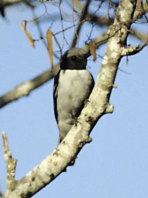 Madagascar Cuckoo-shrike