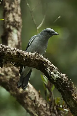 Javan Cuckooshrike
