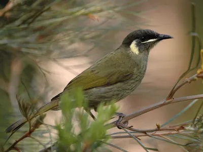 Lewin's Honeyeater